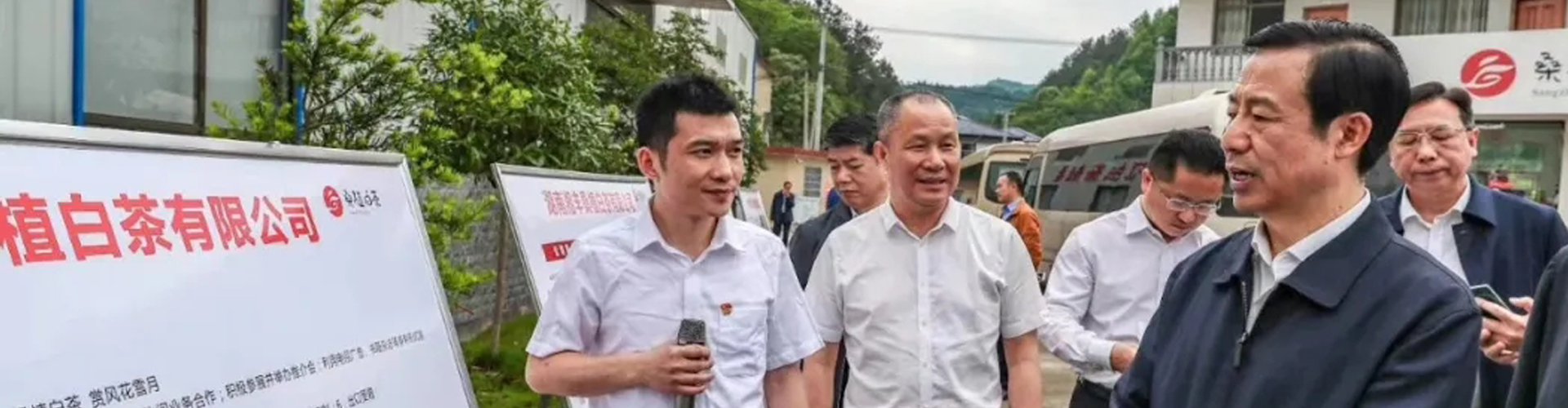 湖南省委副書記、省長許達哲視察湘豐桑植白茶公司 湖南省委副書記、省長許達哲視察湘豐桑植白茶公司