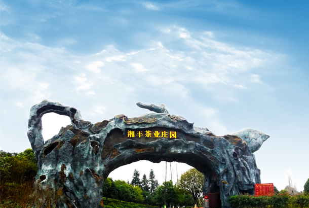 湘豐茶業：一片“綠茶”，香飄全世界