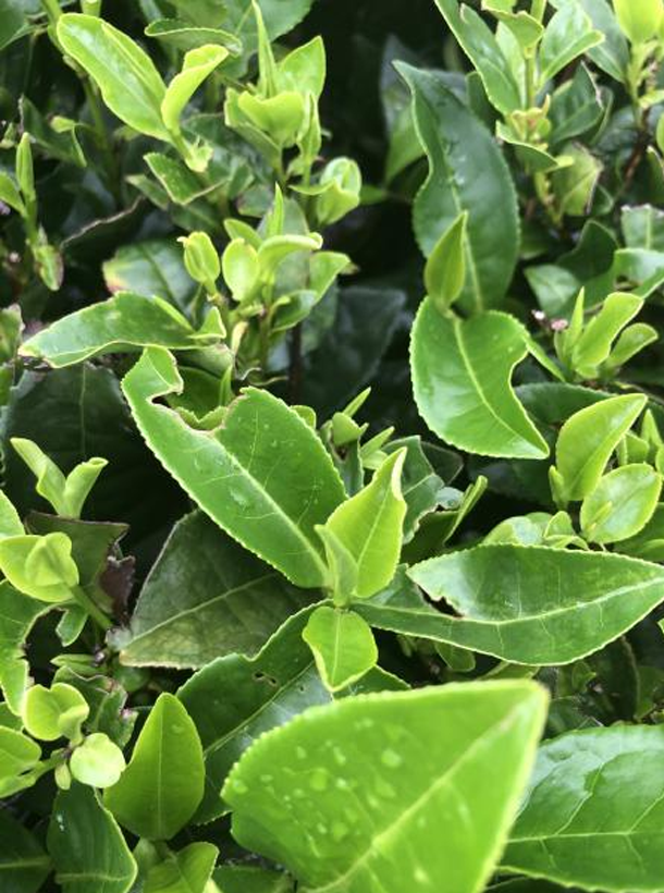 湘波綠1.png 湘波綠1.png