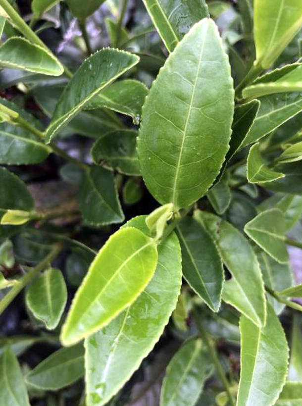 苔選03-21 1.png 苔選03-21 1.png