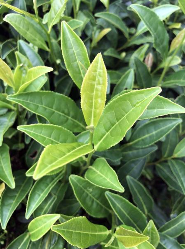 湘豐4號 湘豐4號