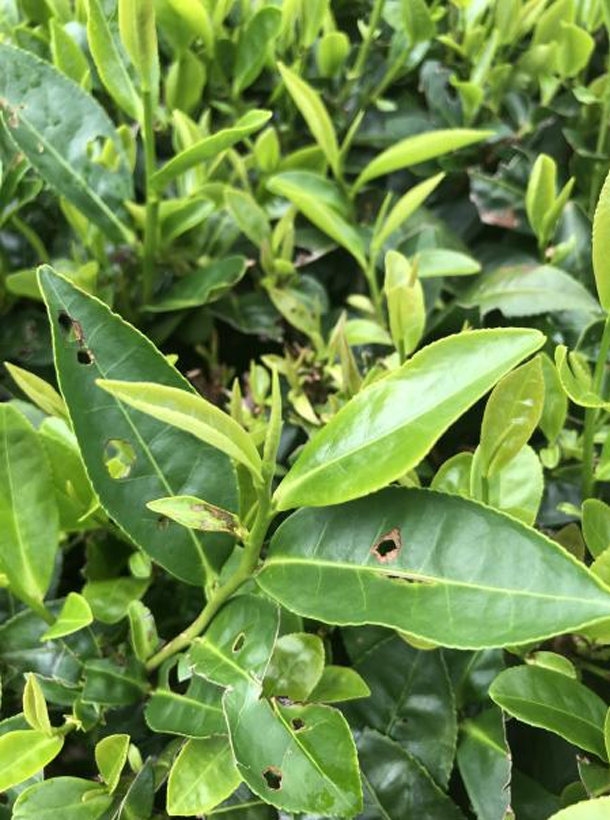 黃棪1.png 黃棪1.png