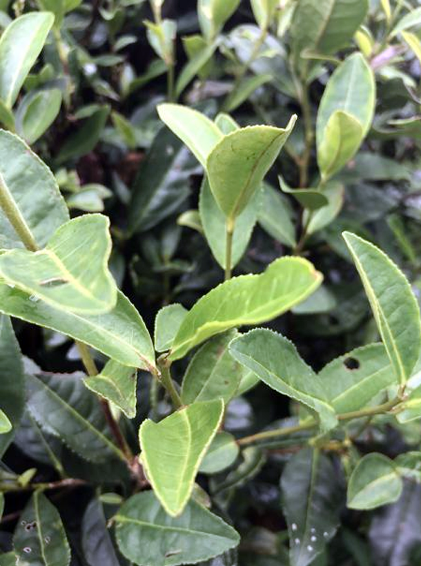 龍井43.png 龍井43.png