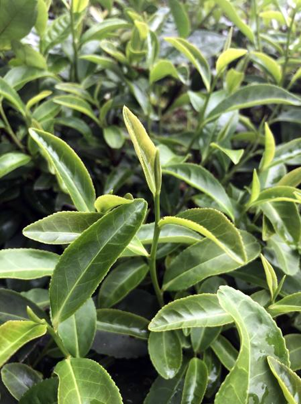 金水閘8號 金水閘8號