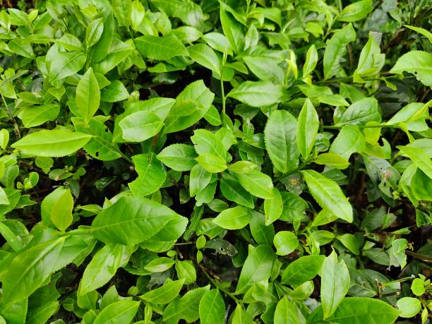 水仙1.png 水仙1.png