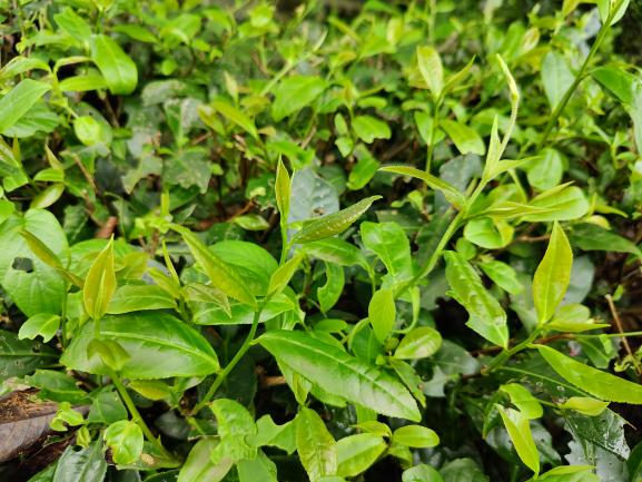 柳葉早1.png 柳葉早1.png