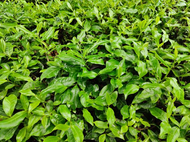 湘豐6號(80-85-82) 湘豐6號(80-85-82)