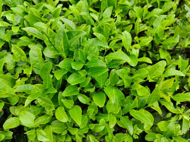 黃金22號.png 黃金22號.png