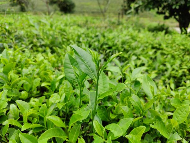 黃金22號1.png 黃金22號1.png