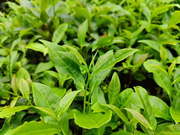 黃金53號 黃金53號