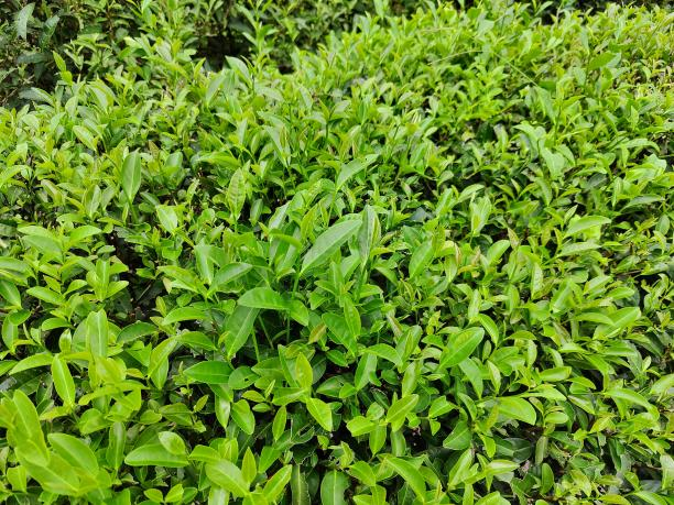 水仙72-04 1.png 水仙72-04 1.png