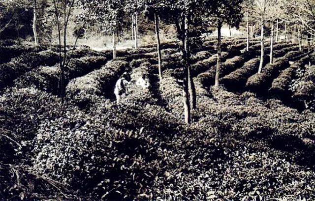70年代的岳麓山茶園.jpg 70年代的岳麓山茶園.jpg