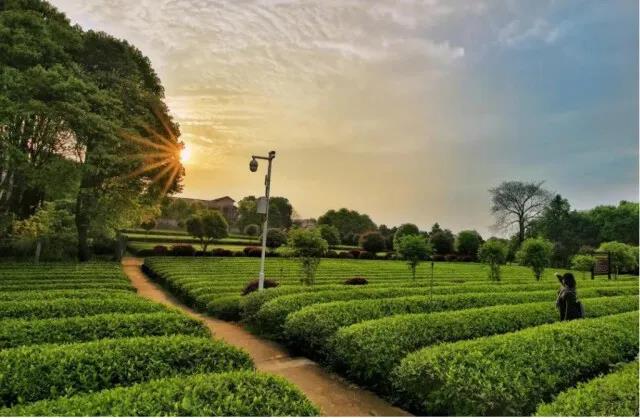 望城格塘-烏山片區的云游茶園.jpg 望城格塘-烏山片區的云游茶園.jpg