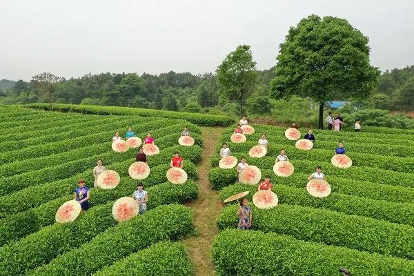 溪清茶園“拍大片”.jpg 溪清茶園“拍大片”.jpg