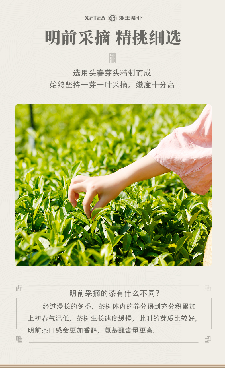 為人民服務50毛尖茶詳情頁_02.jpg