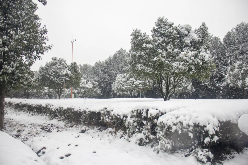 茶園.png 茶園.png