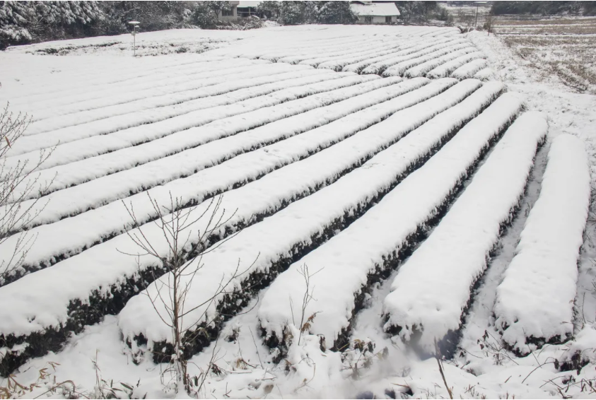 茶樹.png 茶樹.png