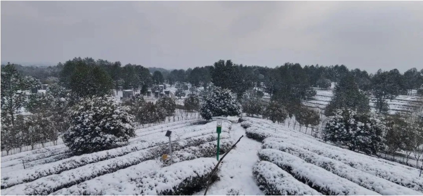 茶山.png 茶山.png