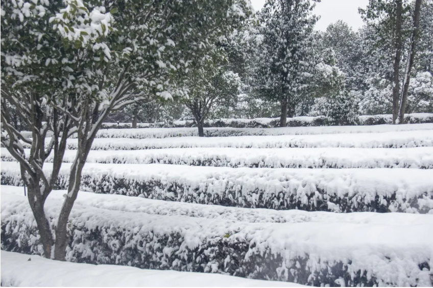 古茶樹.png 古茶樹.png