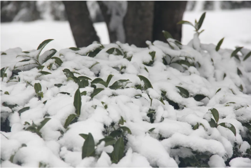 茶葉.png 茶葉.png