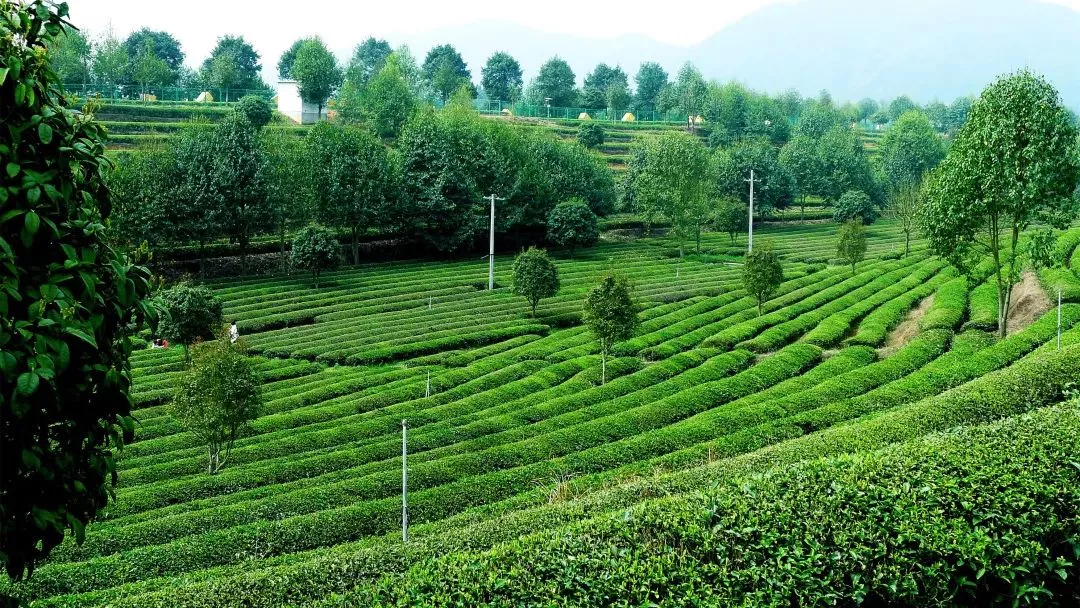 湘豐茶業莊園—百茶園1.png 湘豐茶業莊園—百茶園1.png