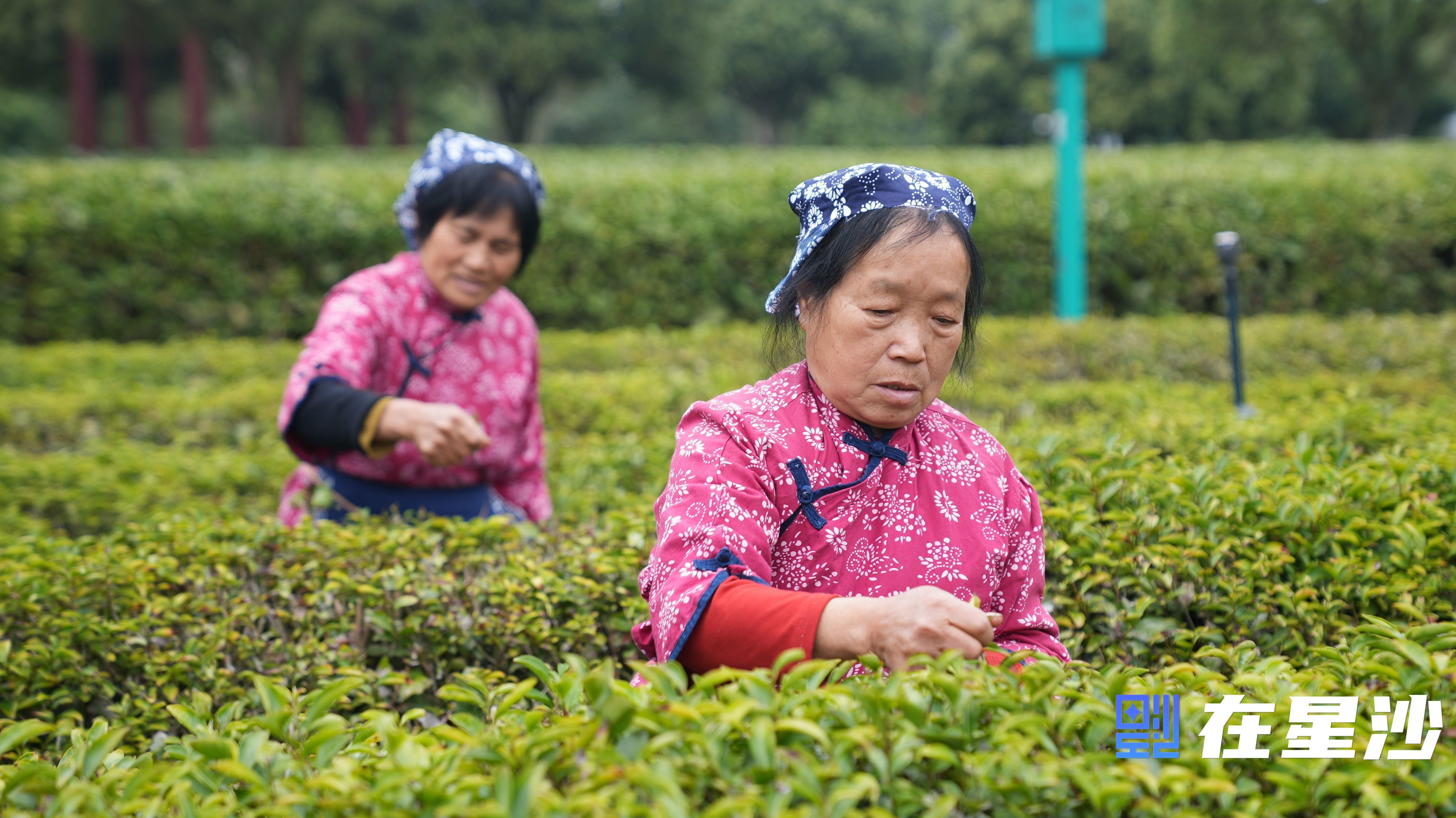 長(zhǎng)沙縣頭茬春茶搶“鮮”開采 萬畝茶園好“豐”光 長(zhǎng)沙縣頭茬春茶搶“鮮”開采 萬畝茶園好“豐”光