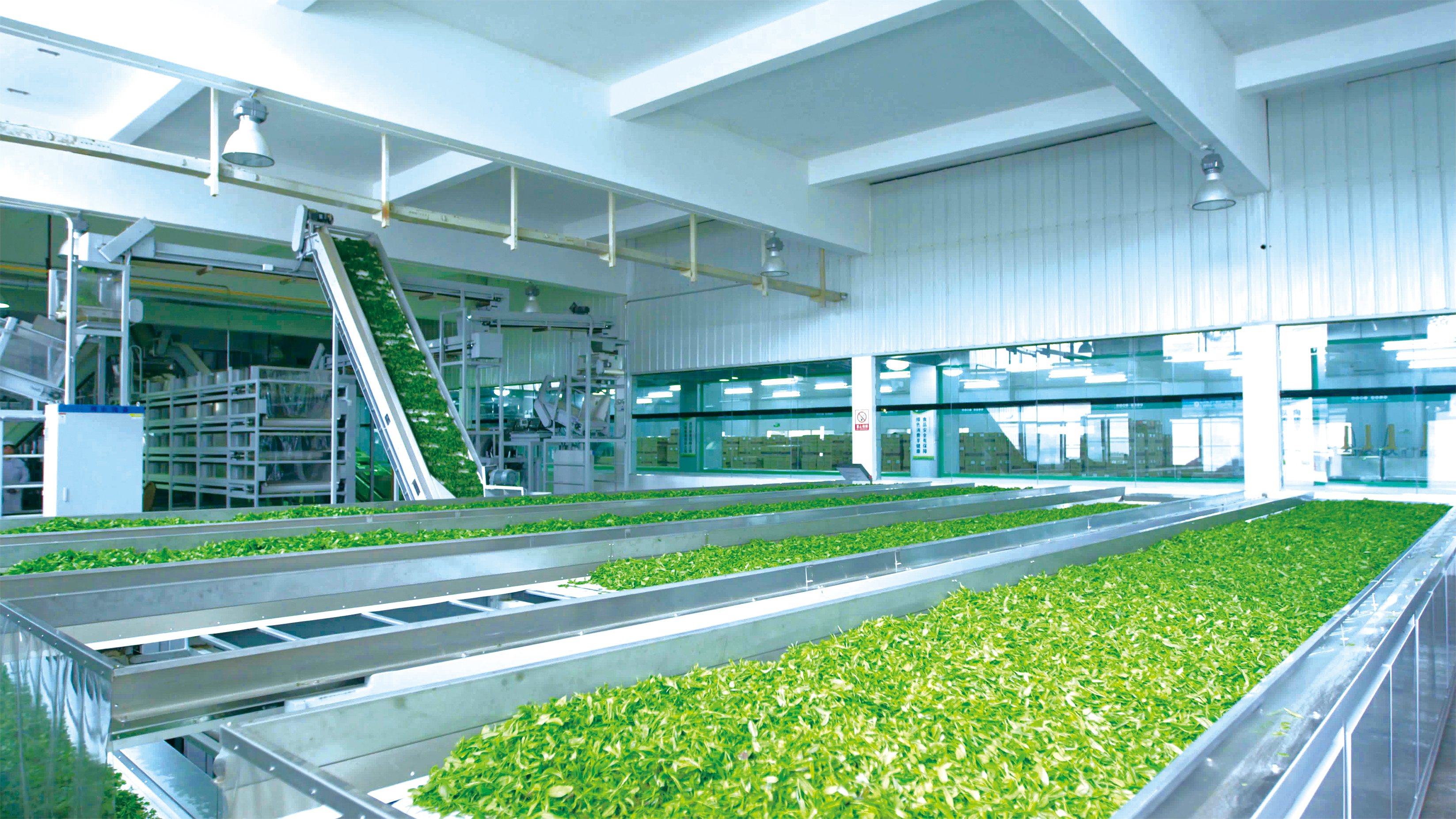 湘豐茶業(yè)集團(tuán)生產(chǎn)線(xiàn)1.jpg 湘豐茶業(yè)集團(tuán)生產(chǎn)線(xiàn)1.jpg