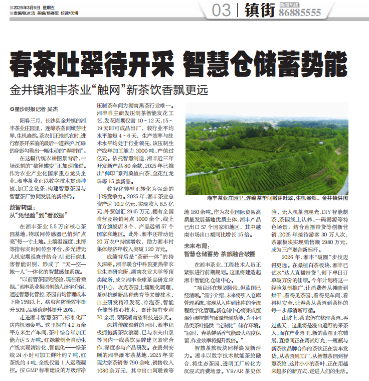 星沙時報 | 春茶吐翠待開采 智慧倉儲蓄勢能 金井鎮湘豐茶業“觸網”新茶飲香飄更遠